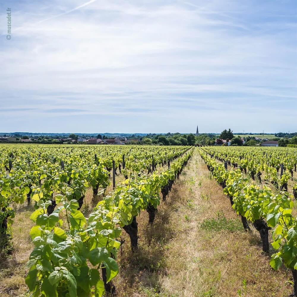 vignes